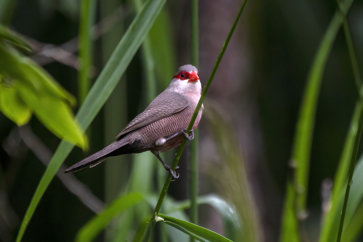 Common Waxbill - ML613523848