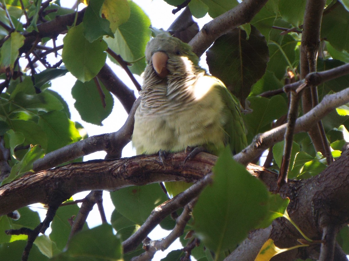 Cotorra Argentina (grupo monachus) - ML613523869