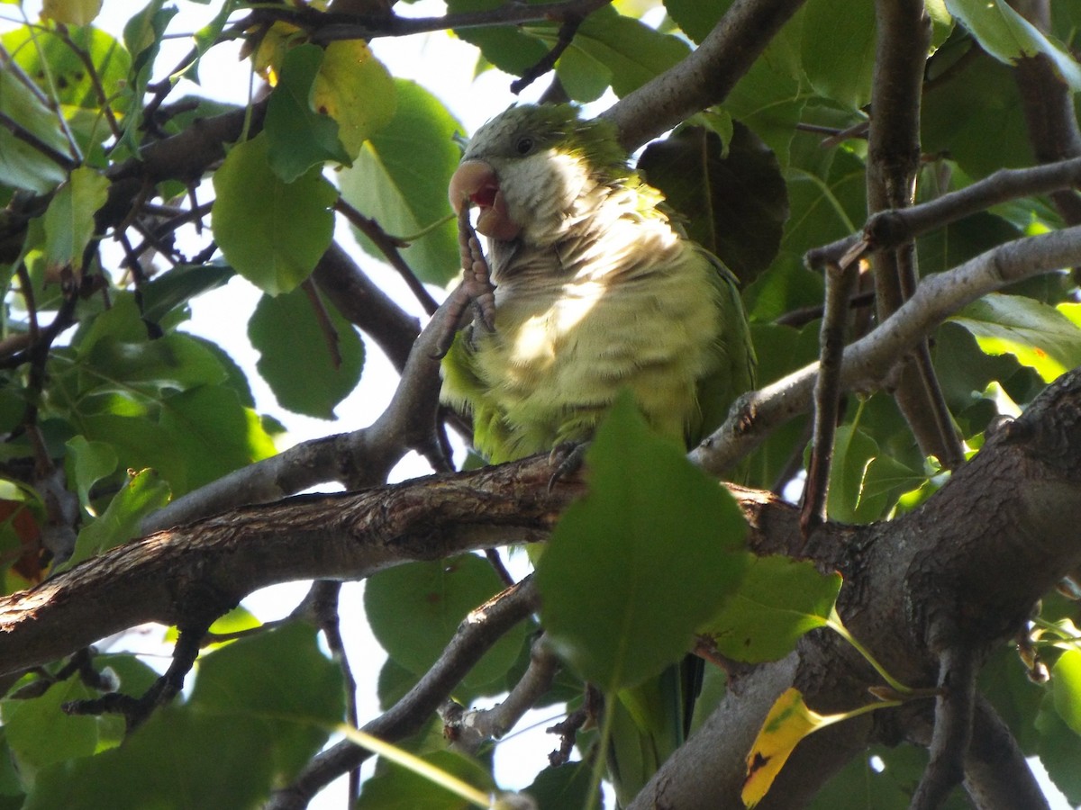 Monk Parakeet (Monk) - Jonathan Layman