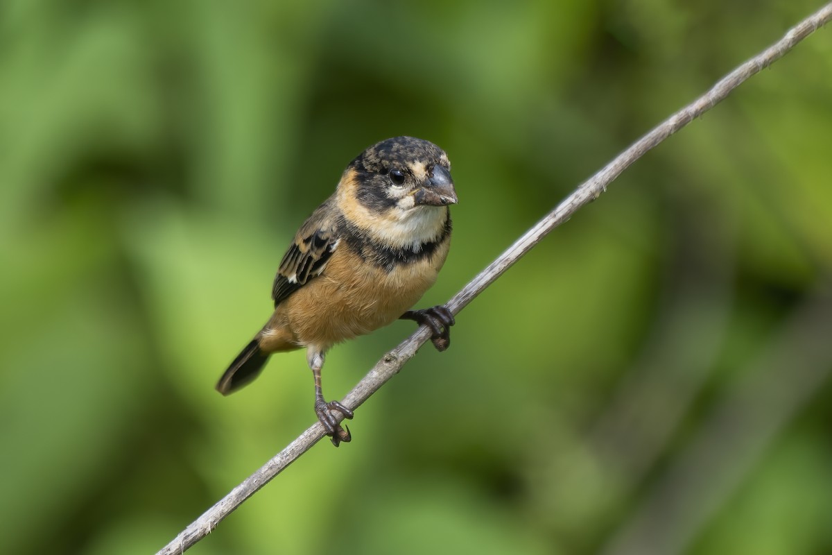 Rusty-collared Seedeater - Luiz Carlos Ramassotti