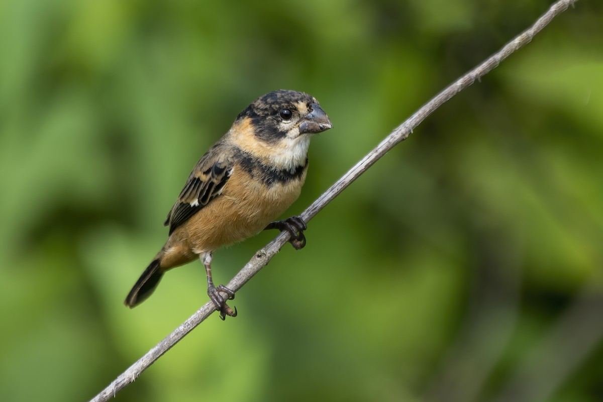 Rusty-collared Seedeater - Luiz Carlos Ramassotti