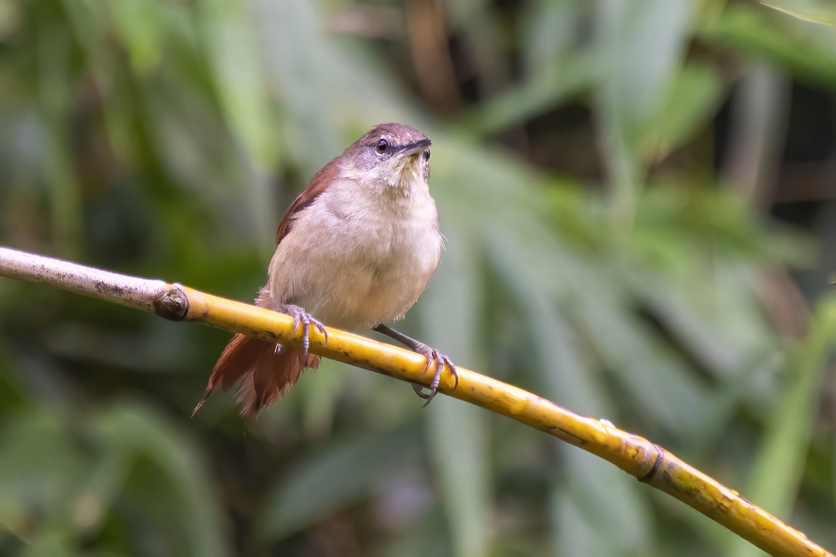 Yellow-chinned Spinetail - Luiz Carlos Ramassotti