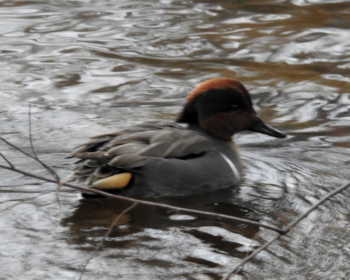 Green-winged Teal - ML613524092