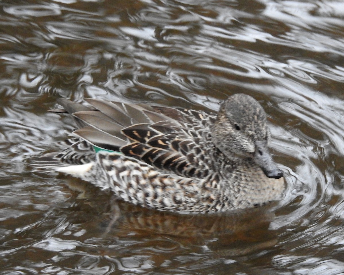 Green-winged Teal - ML613524108