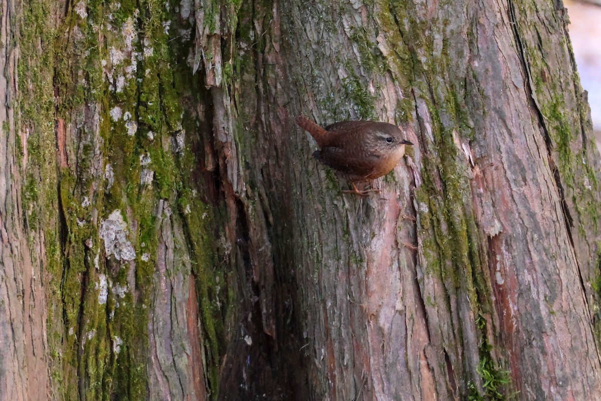 Winter Wren - ML613524174