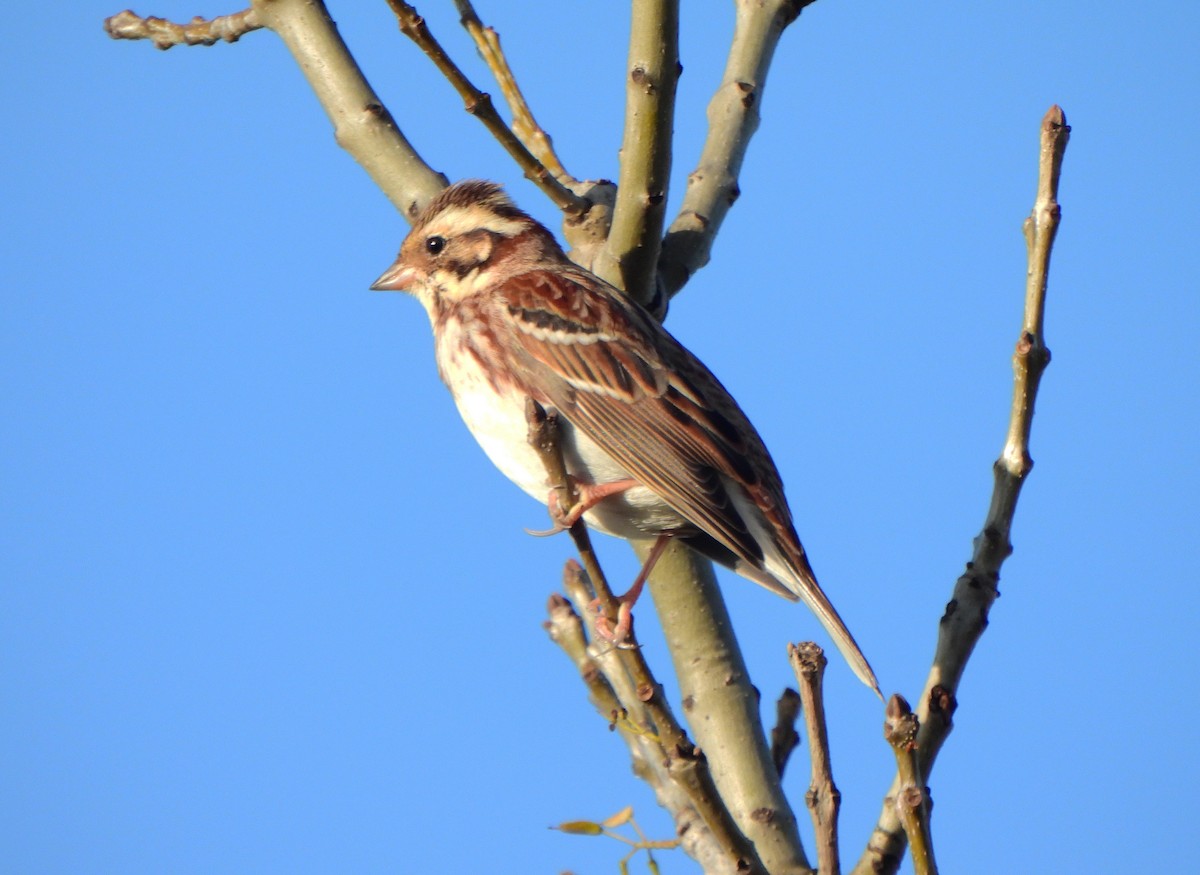 Rustic Bunting - Ignacio Barrionuevo