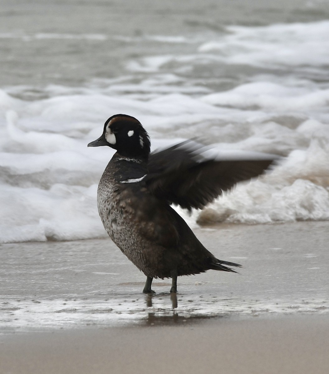 Harlequin Duck - ML613524238