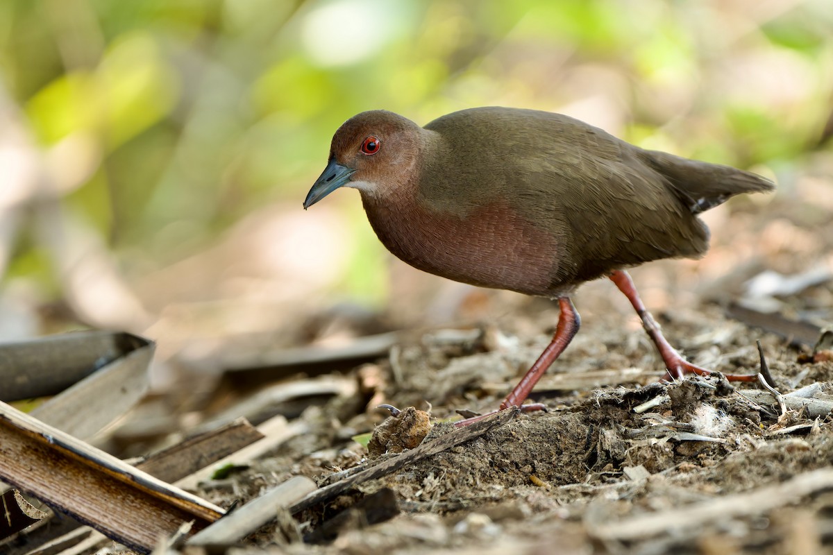 Ruddy-breasted Crake - ML613524239