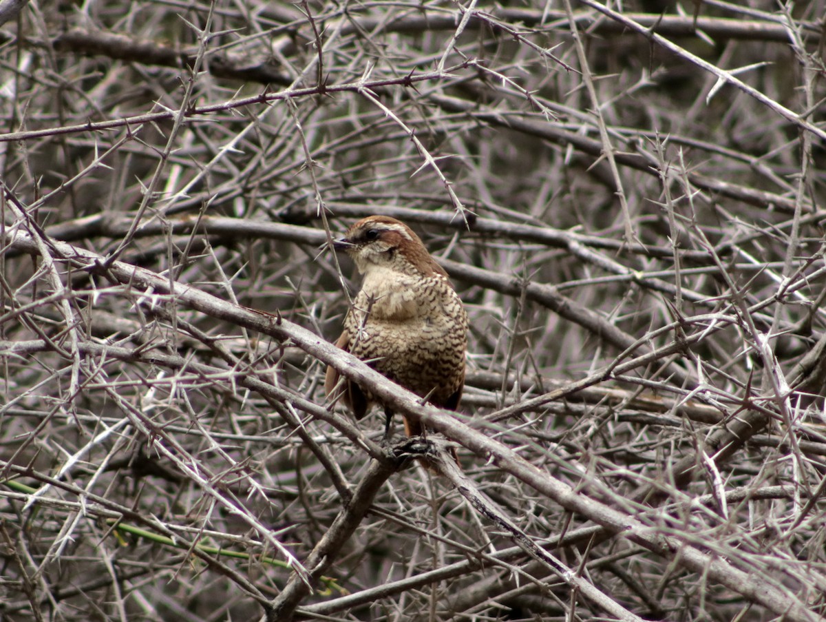 White-throated Tapaculo - ML613524262