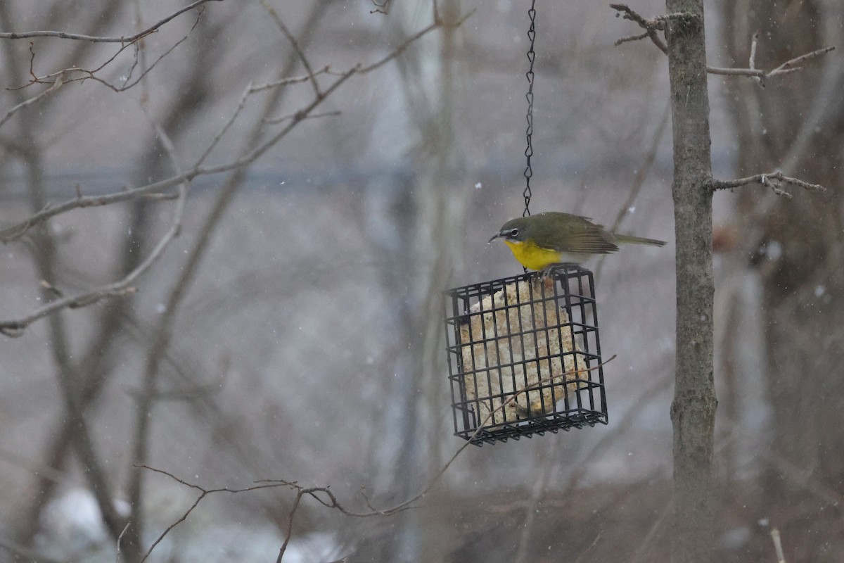 Yellow-breasted Chat - ML613524288