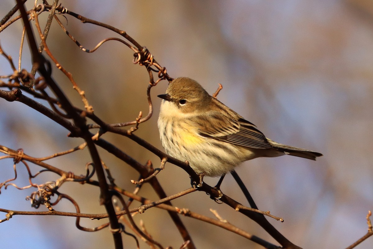 Yellow-rumped Warbler (Myrtle) - Colin Sumrall