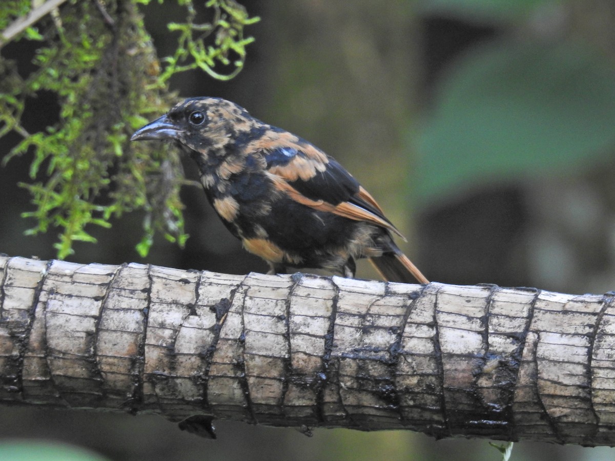 White-lined Tanager - Barb eastman