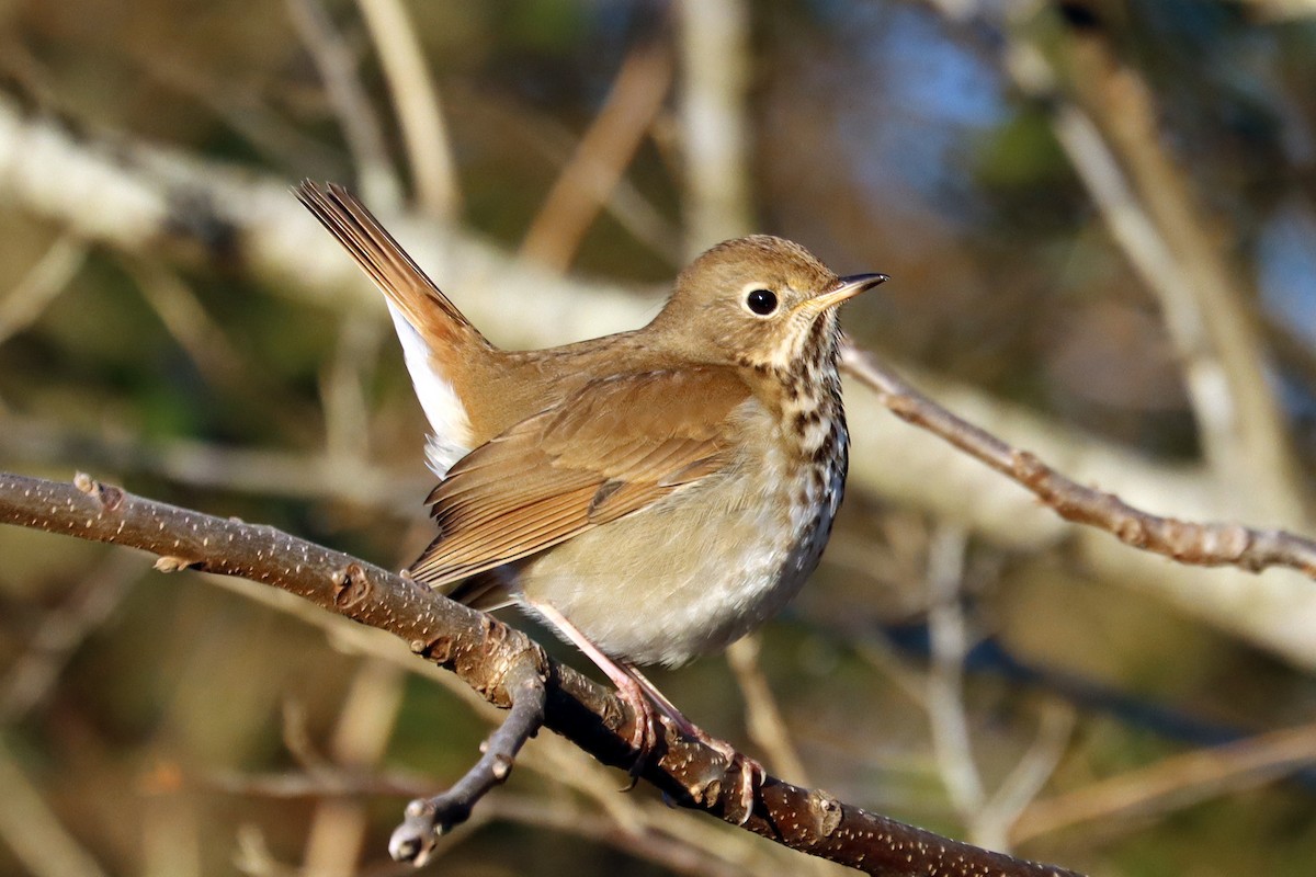 Hermit Thrush - ML613524381