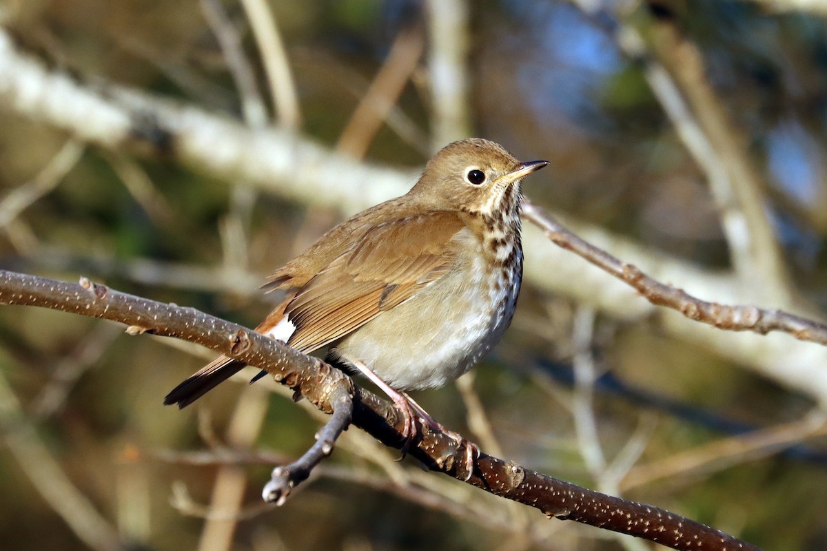 Hermit Thrush - ML613524382