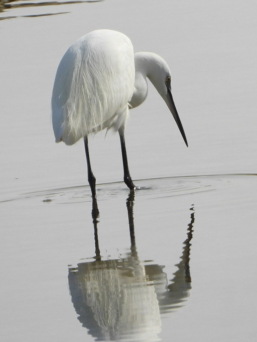 Aigrette garzette - ML613524383