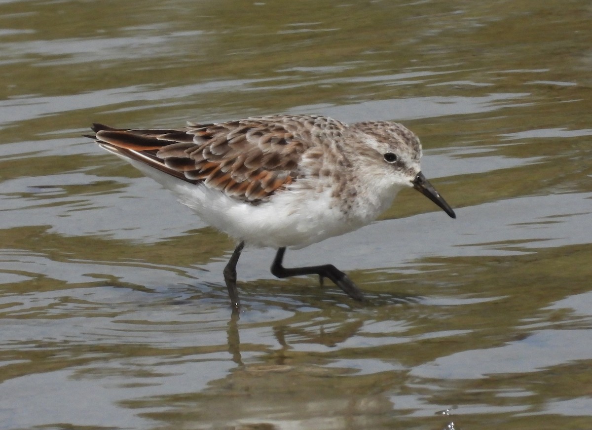 Little Stint - Javier Fregenal Díaz