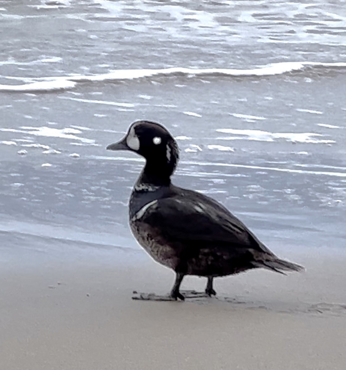 Harlequin Duck - ML613524410