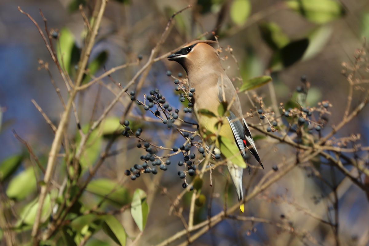 Cedar Waxwing - ML613524415