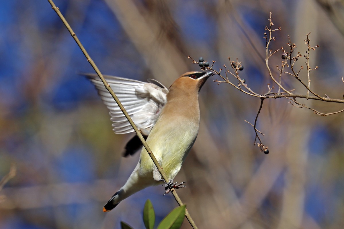 Cedar Waxwing - ML613524419