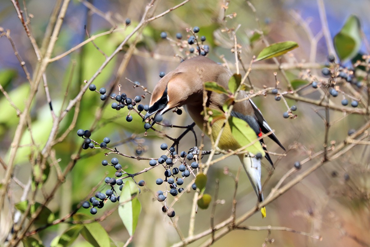 Cedar Waxwing - ML613524420