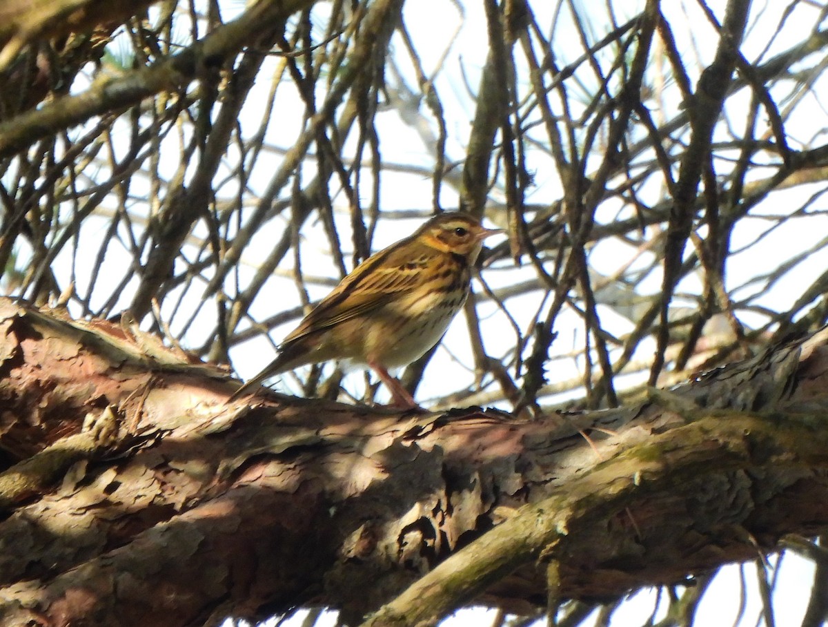 Olive-backed Pipit - Ignacio Barrionuevo