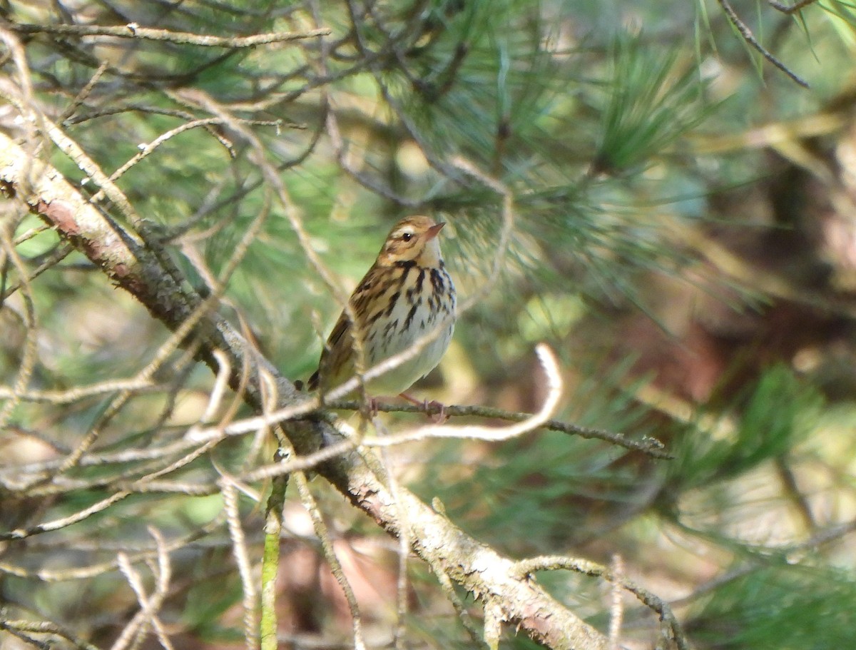 Olive-backed Pipit - ML613524425