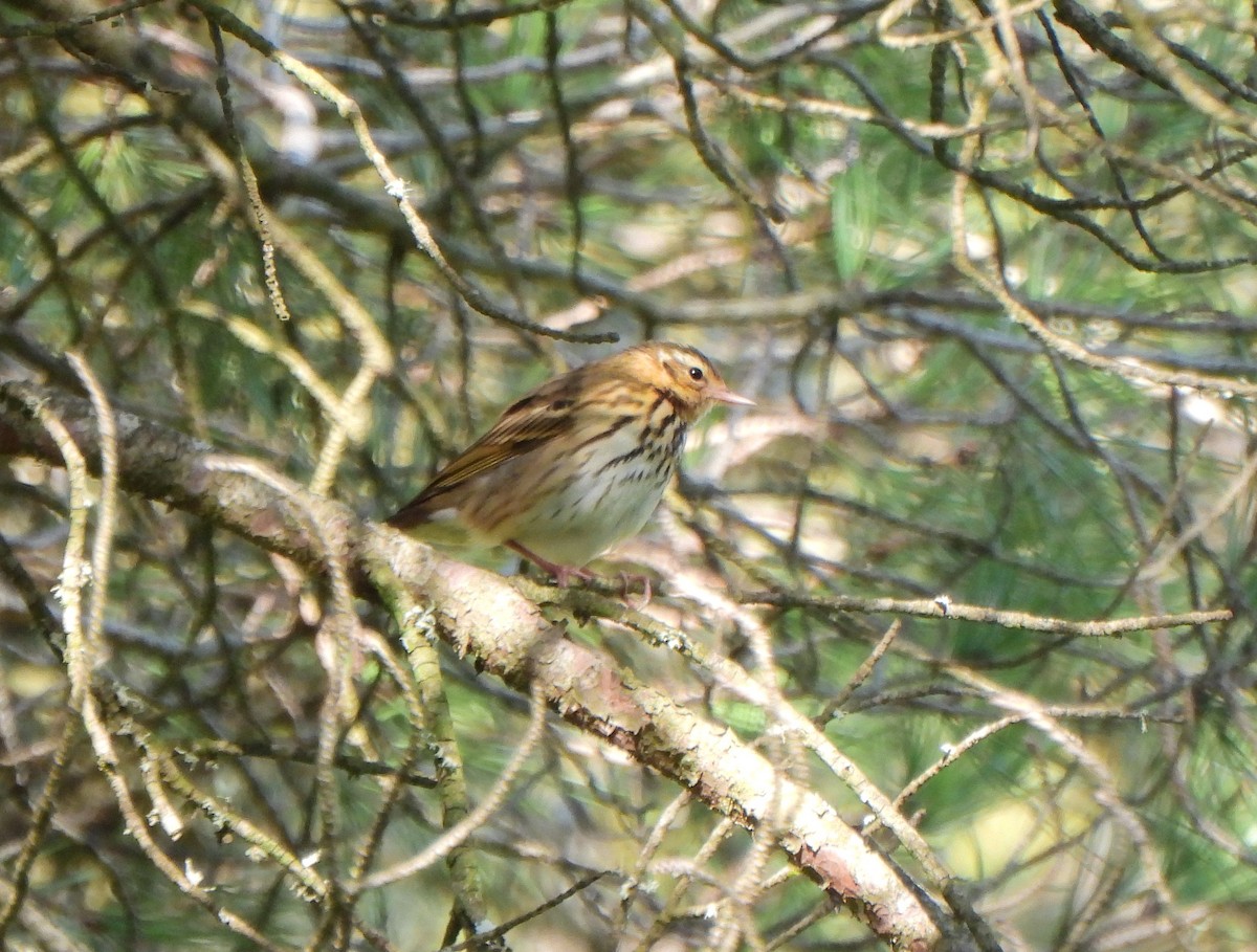 Olive-backed Pipit - Ignacio Barrionuevo