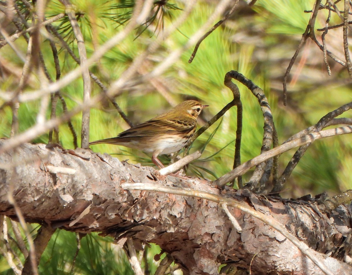 Pipit à dos olive - ML613524428