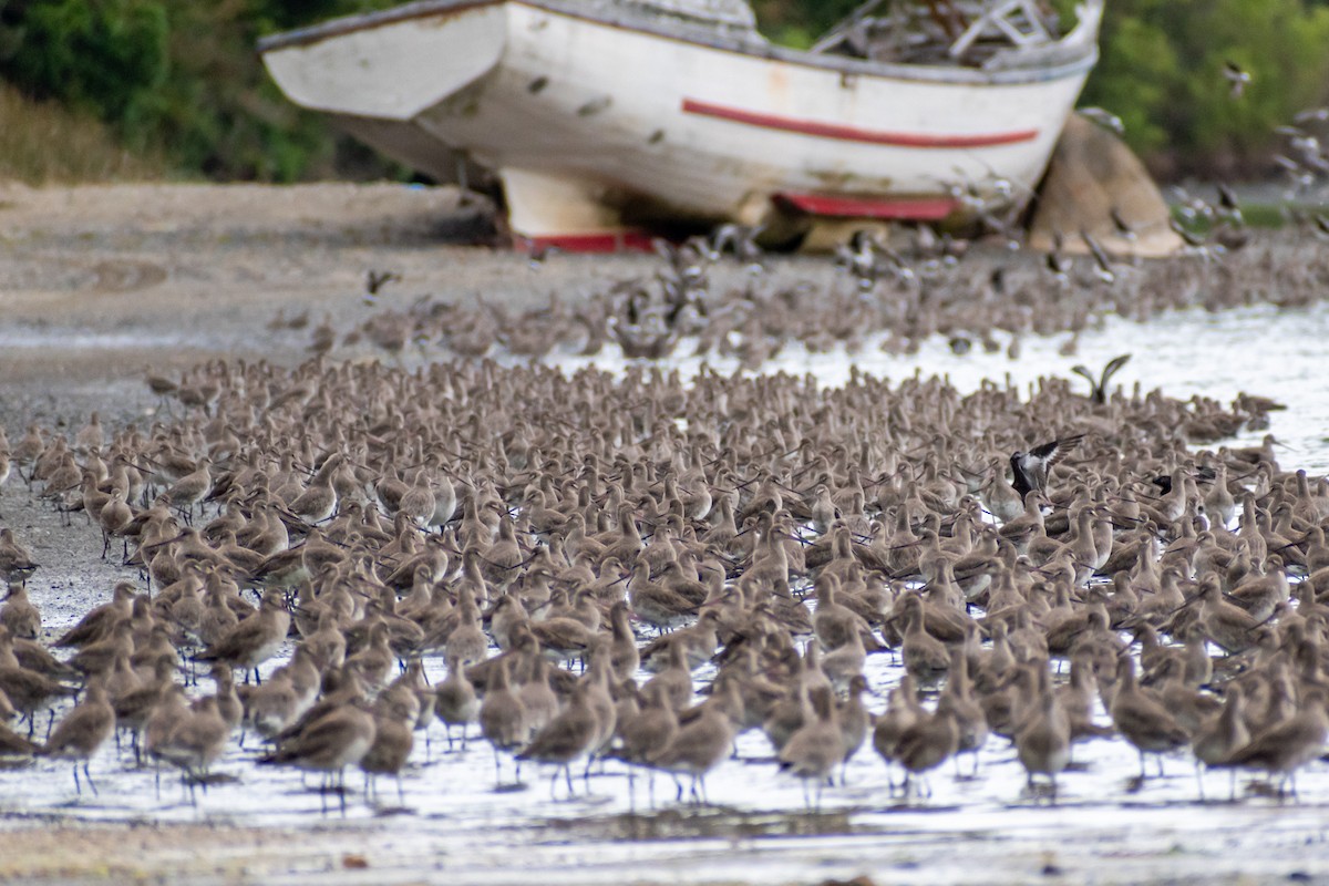 Hudsonian Godwit - ML613524486