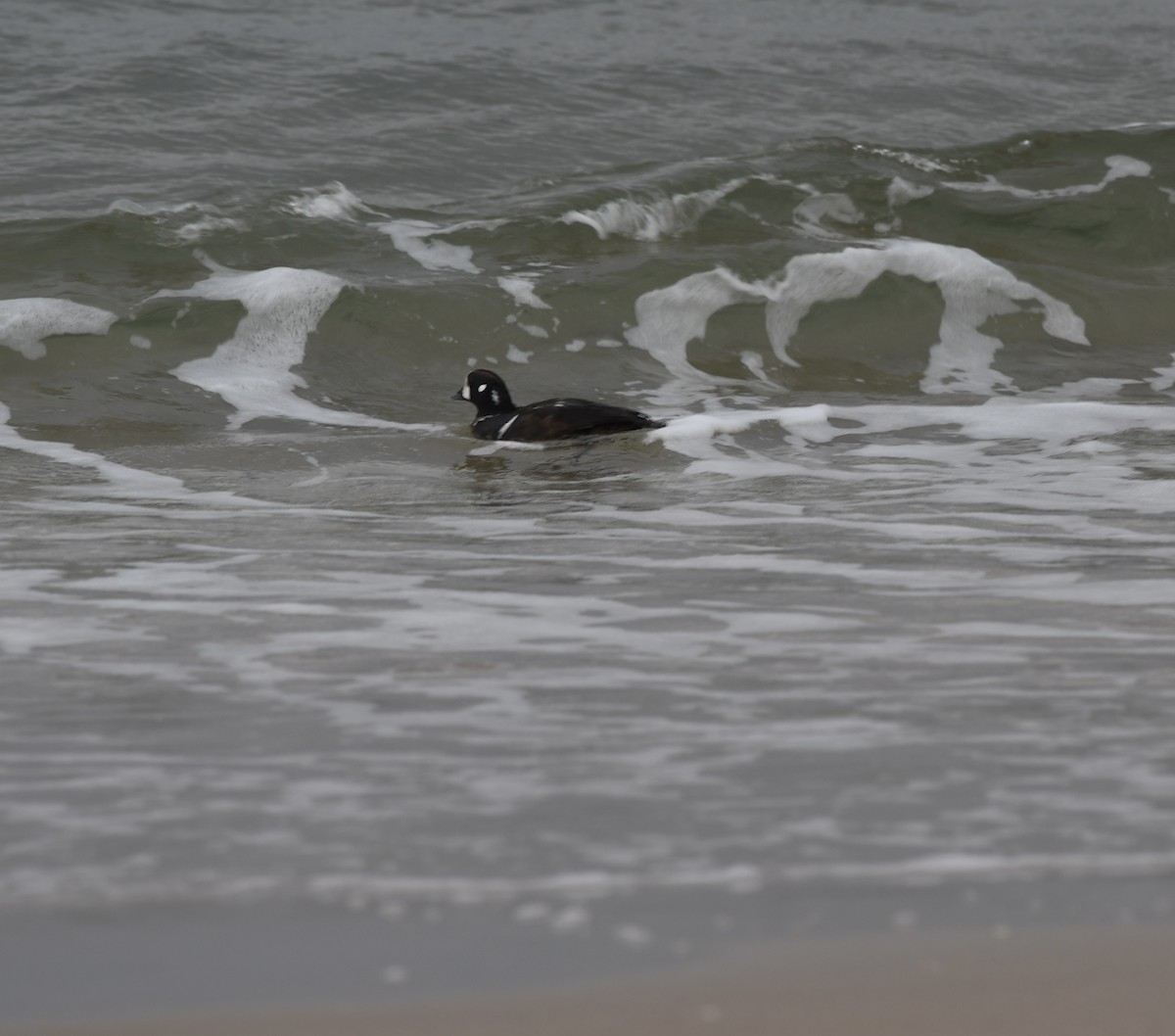 Harlequin Duck - ML613524489