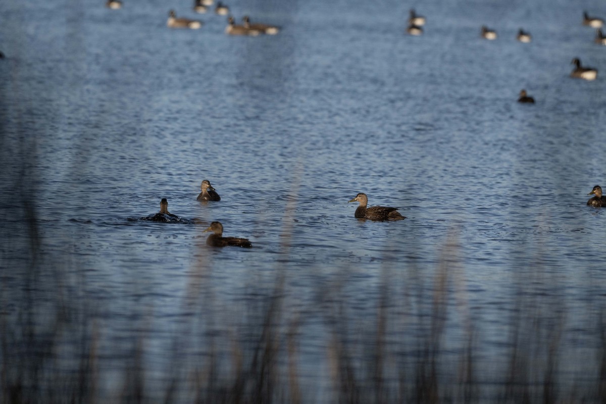 American Black Duck - ML613524540