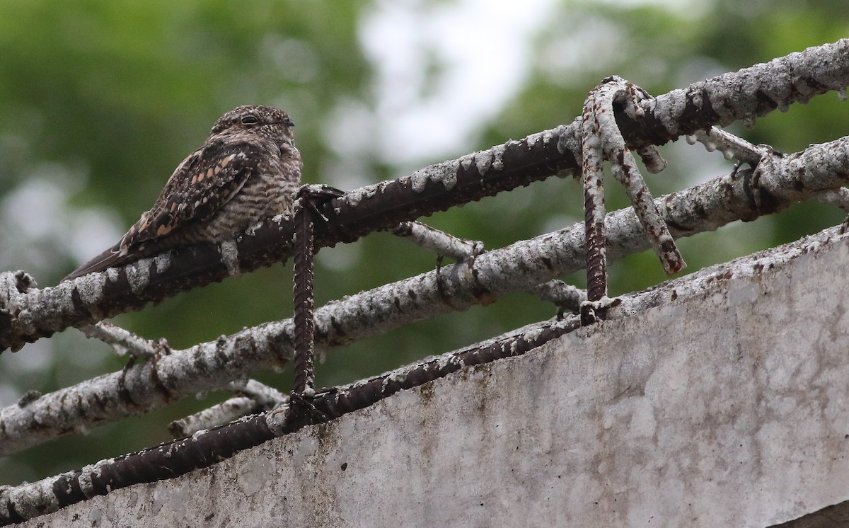 Lesser Nighthawk - ML613524562