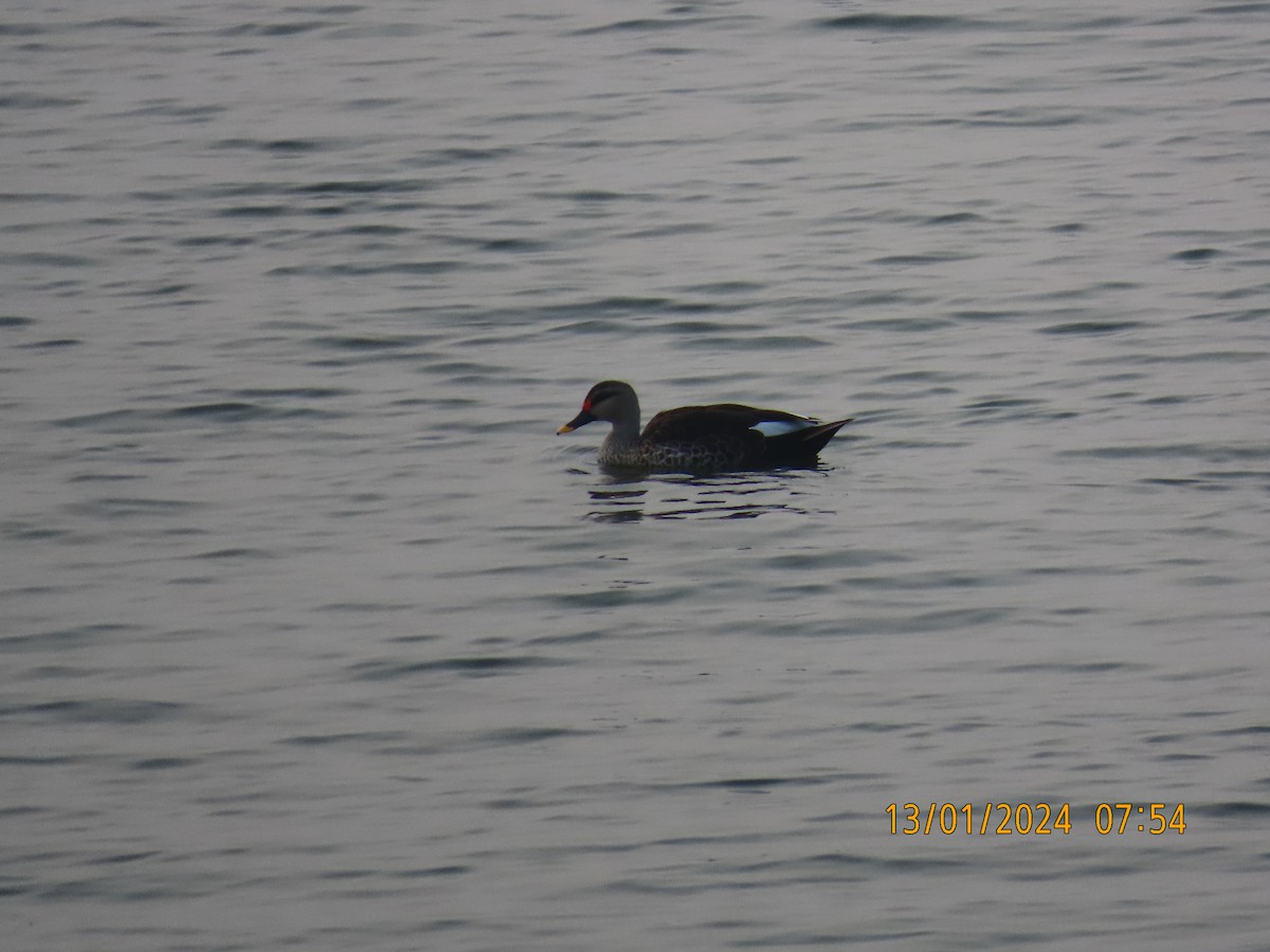 Indian Spot-billed Duck - ML613524607