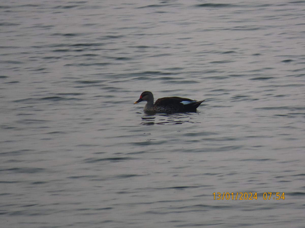 Canard à bec tacheté - ML613524607