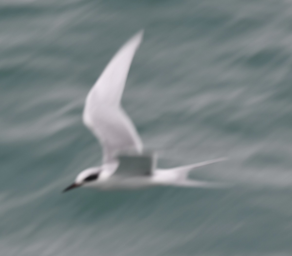 Forster's Tern - ML613524658