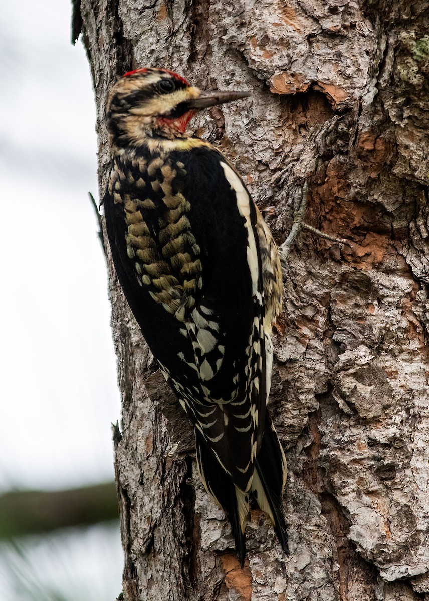 Yellow-bellied Sapsucker - ML613524683