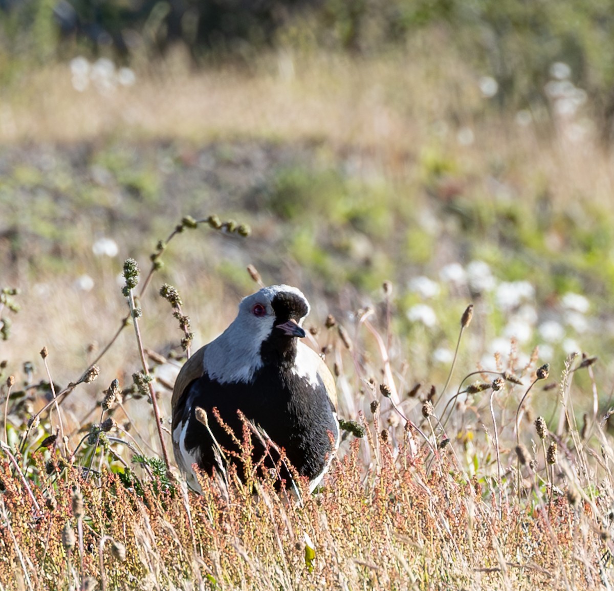 Southern Lapwing - Scott Bye