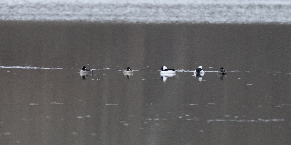 Bufflehead - ML613524764