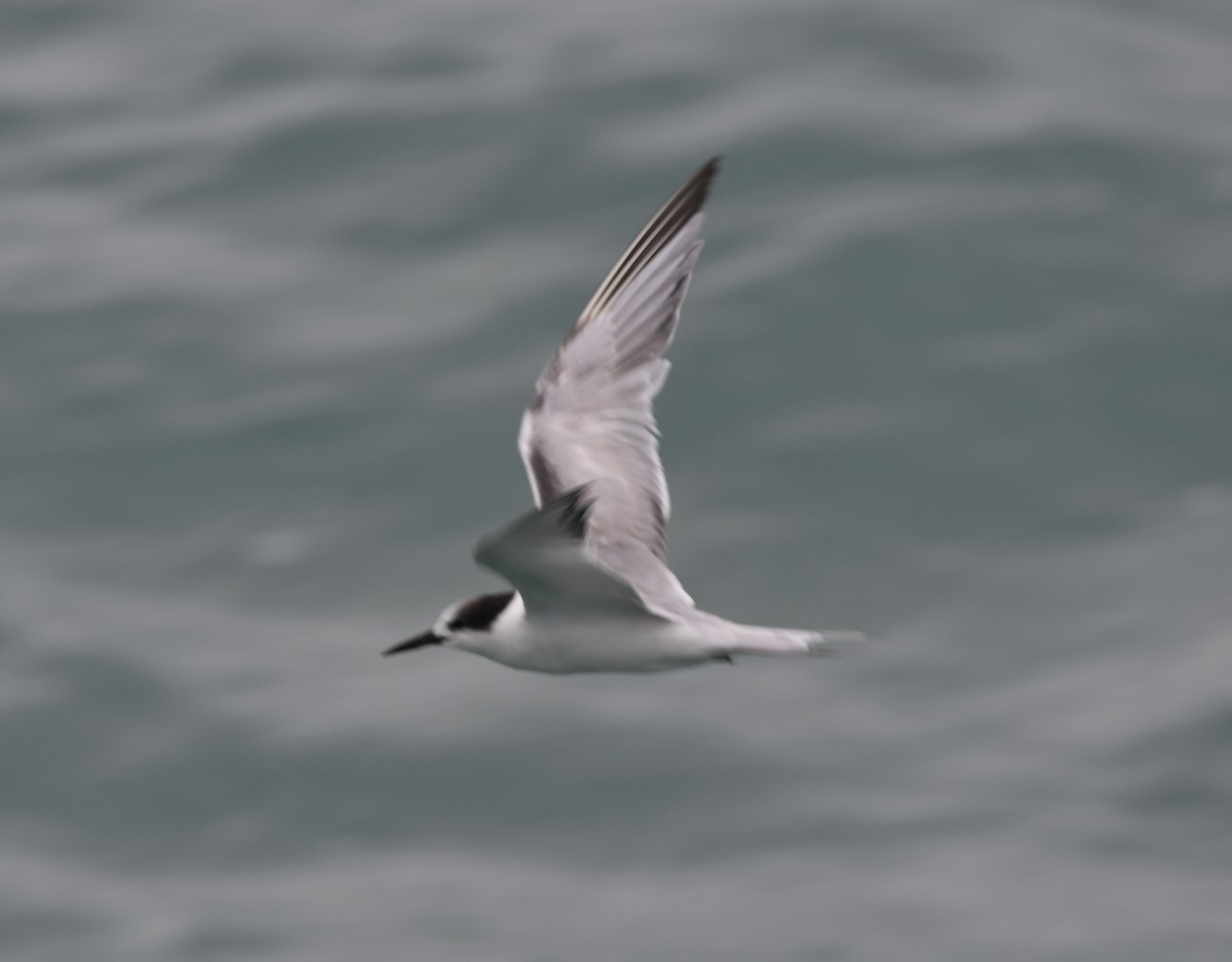 Common Tern - ML613524766