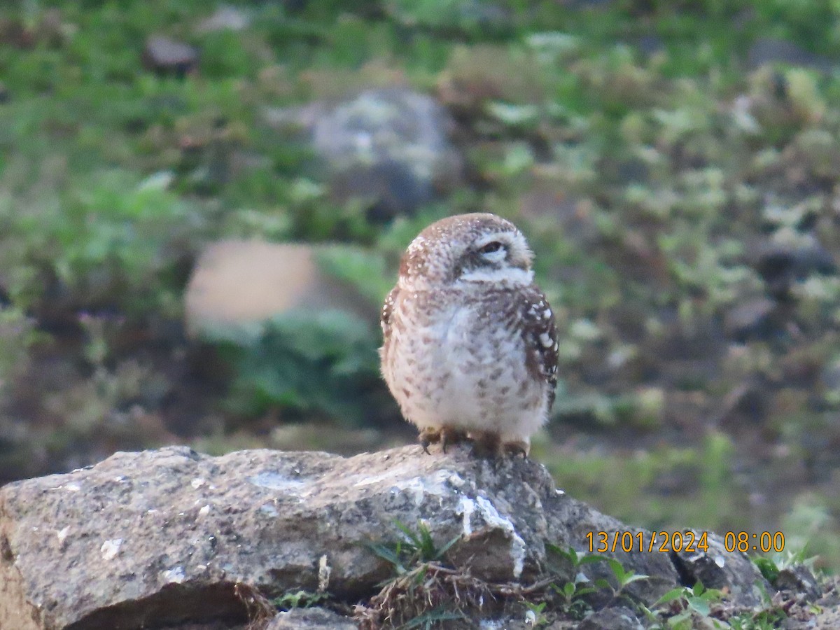 Spotted Owlet - ML613524782