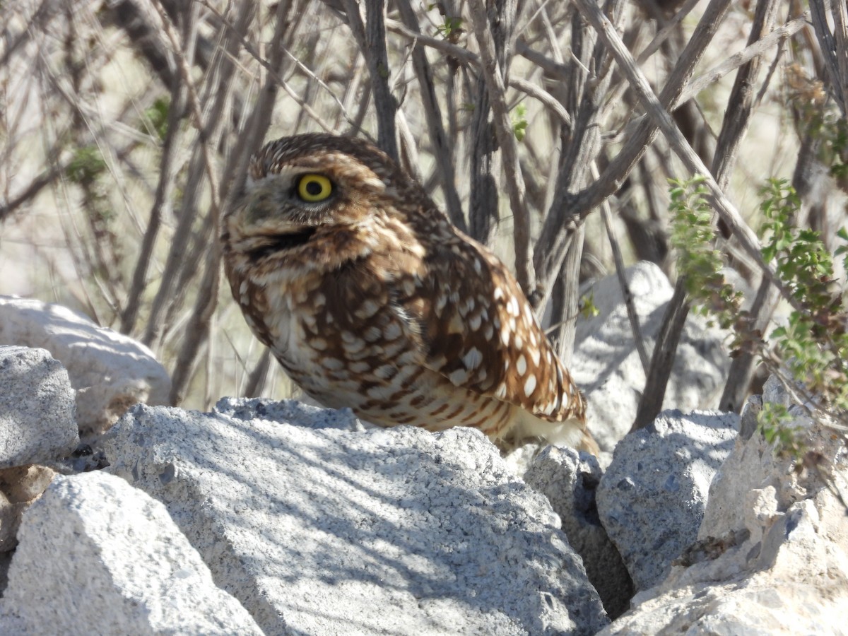 Burrowing Owl - ML613524802