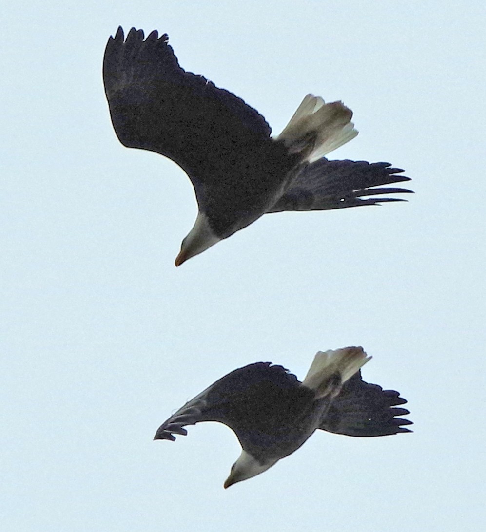 Bald Eagle - Bill Winkler