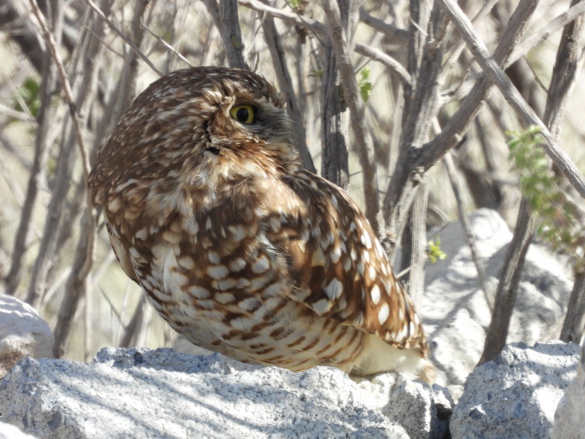 Burrowing Owl - ML613524811