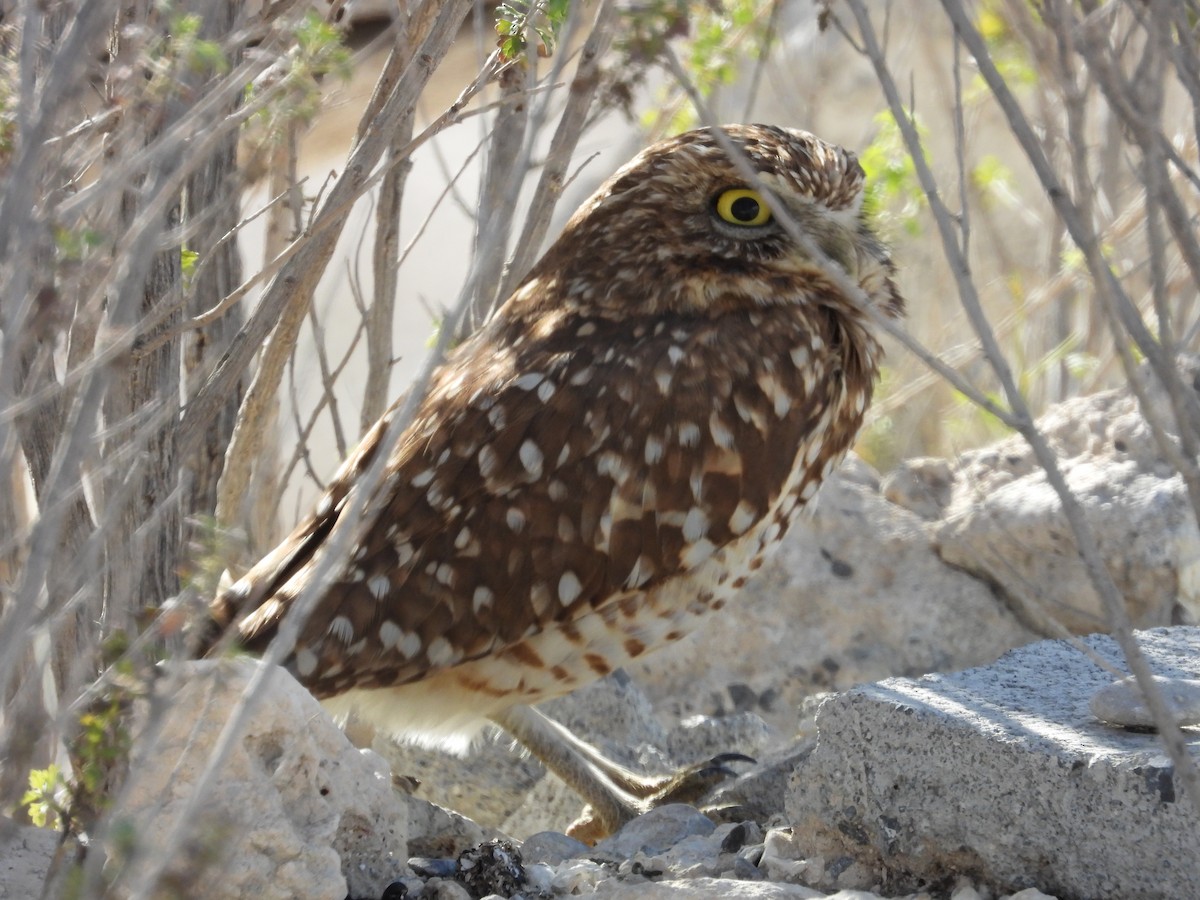 Burrowing Owl - ML613524817