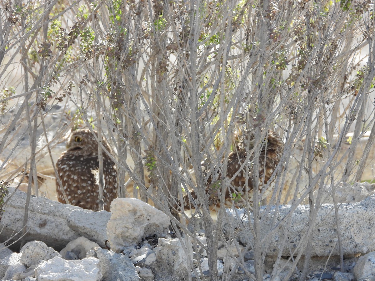 Burrowing Owl - ML613524823