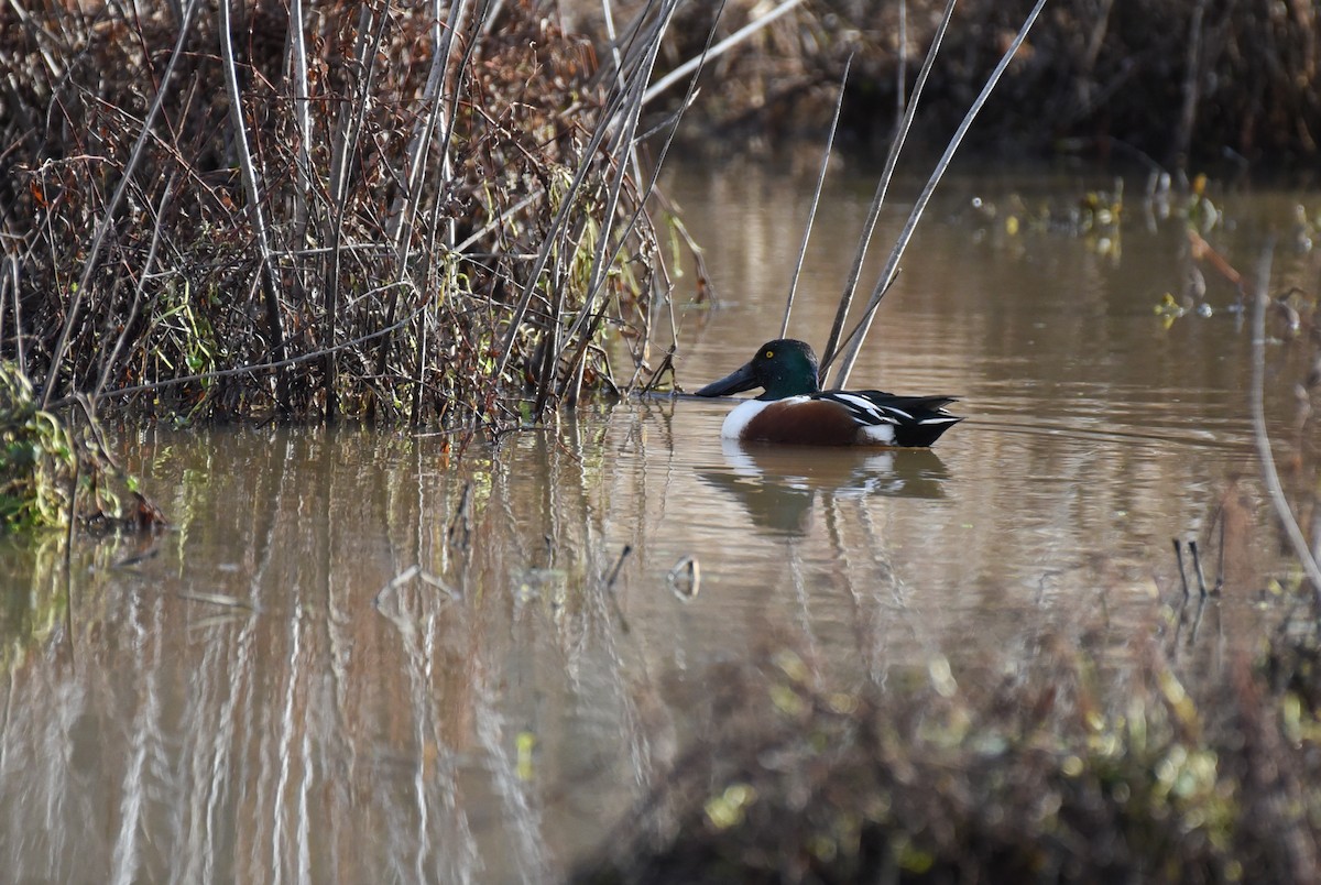 Canard souchet - ML613524865