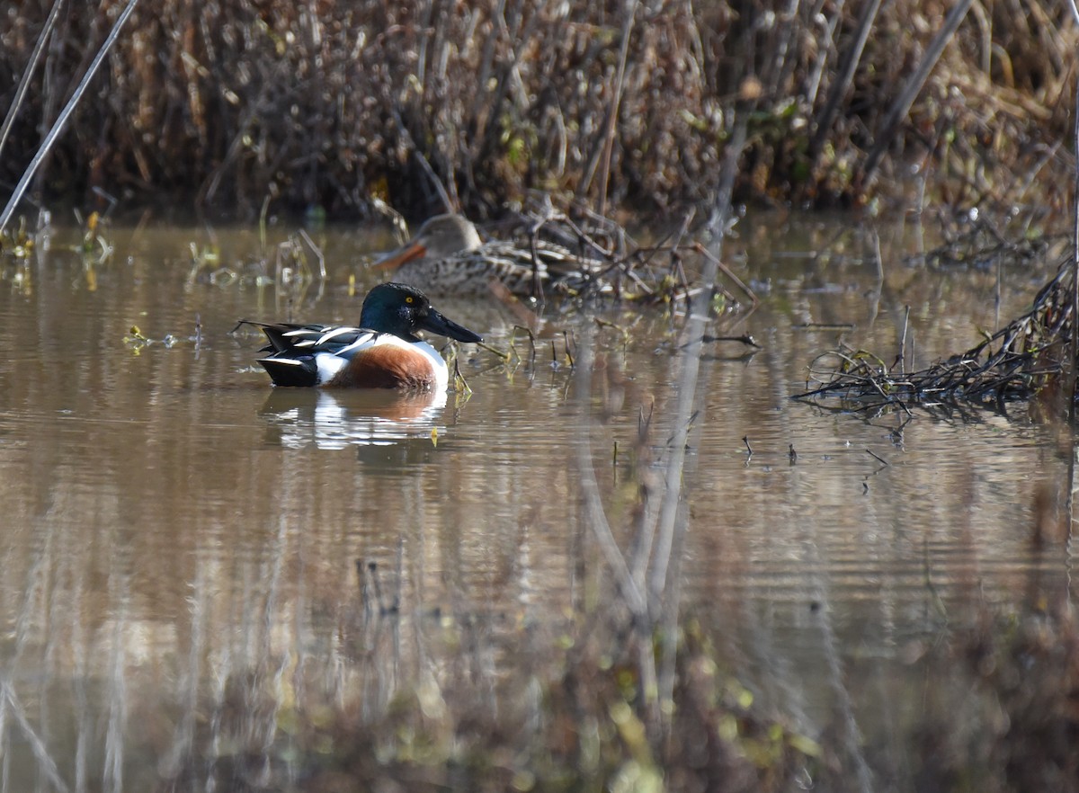 Canard souchet - ML613524867