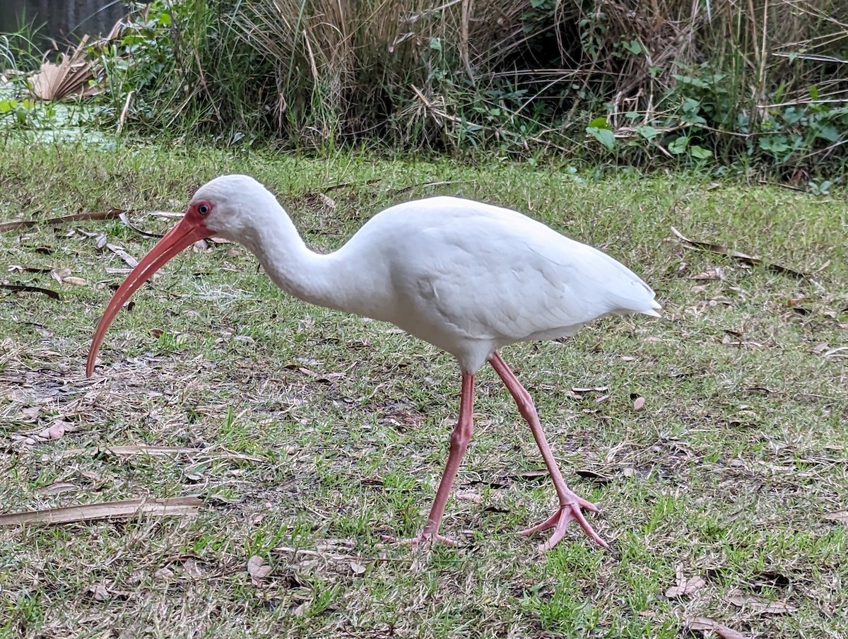 ibis bílý - ML613524872