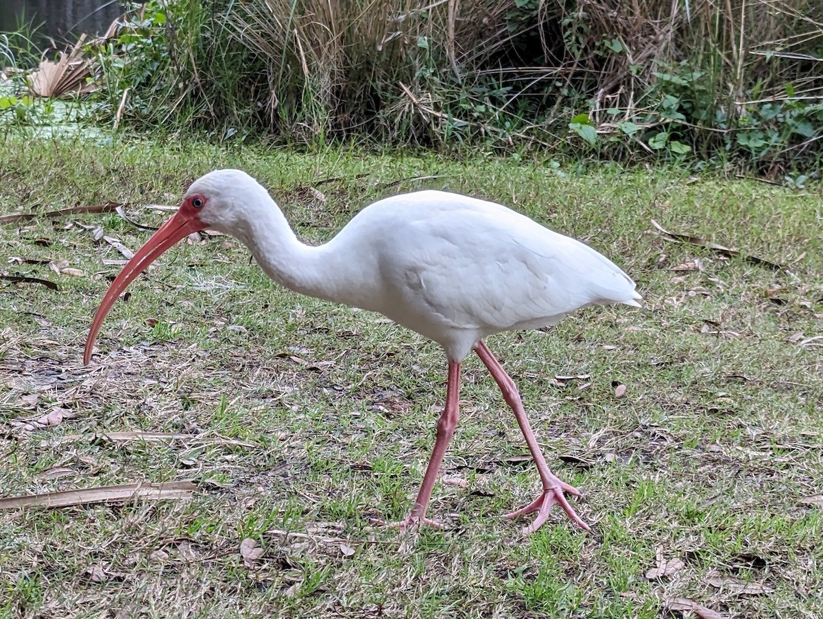 White Ibis - ML613524872