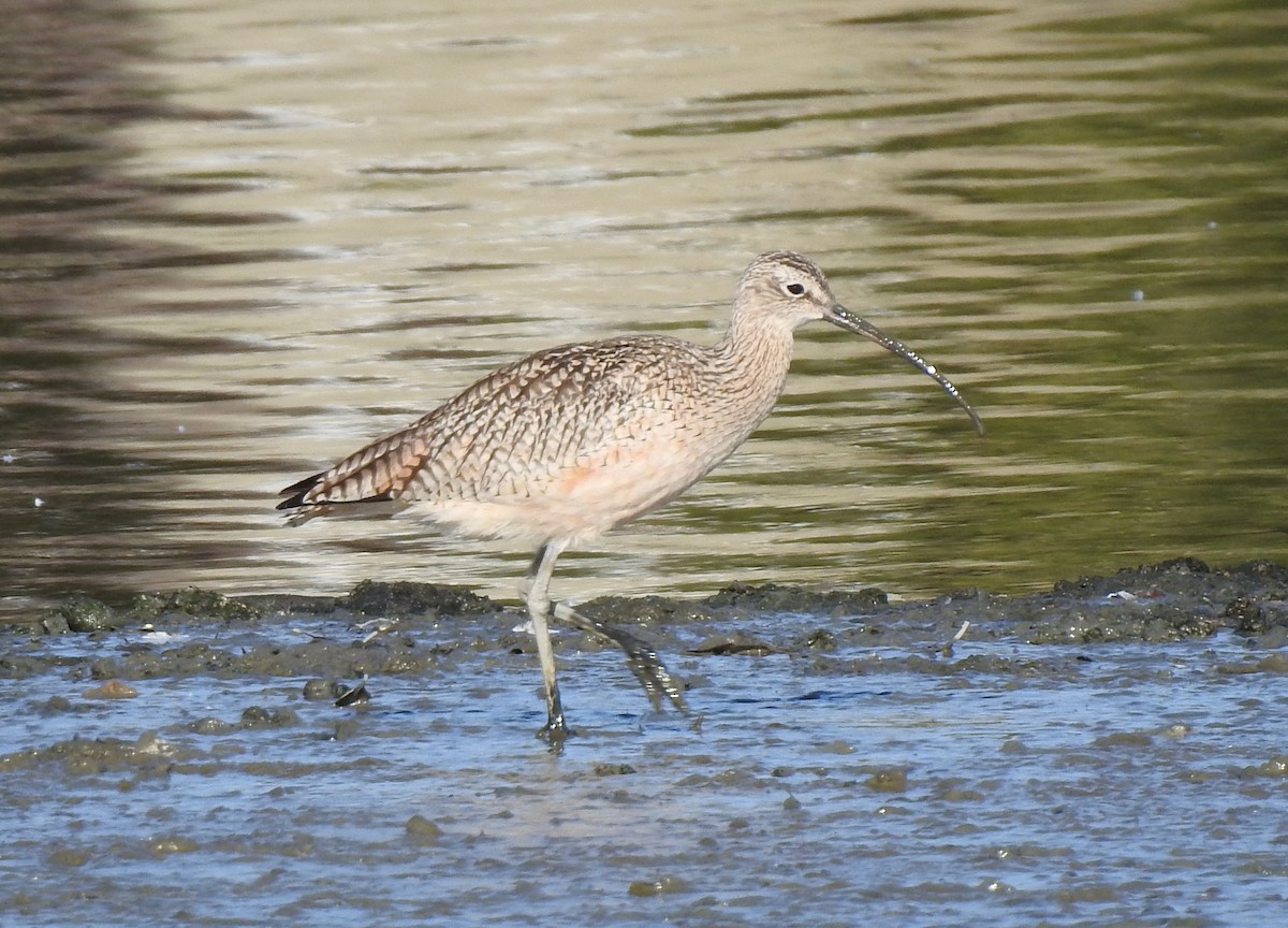 Long-billed Curlew - ML613524880
